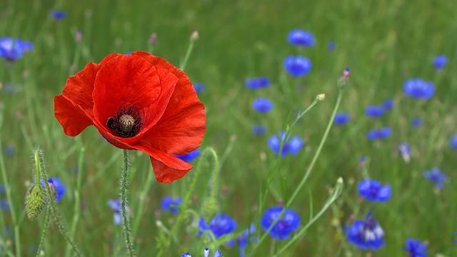 Poppy flower